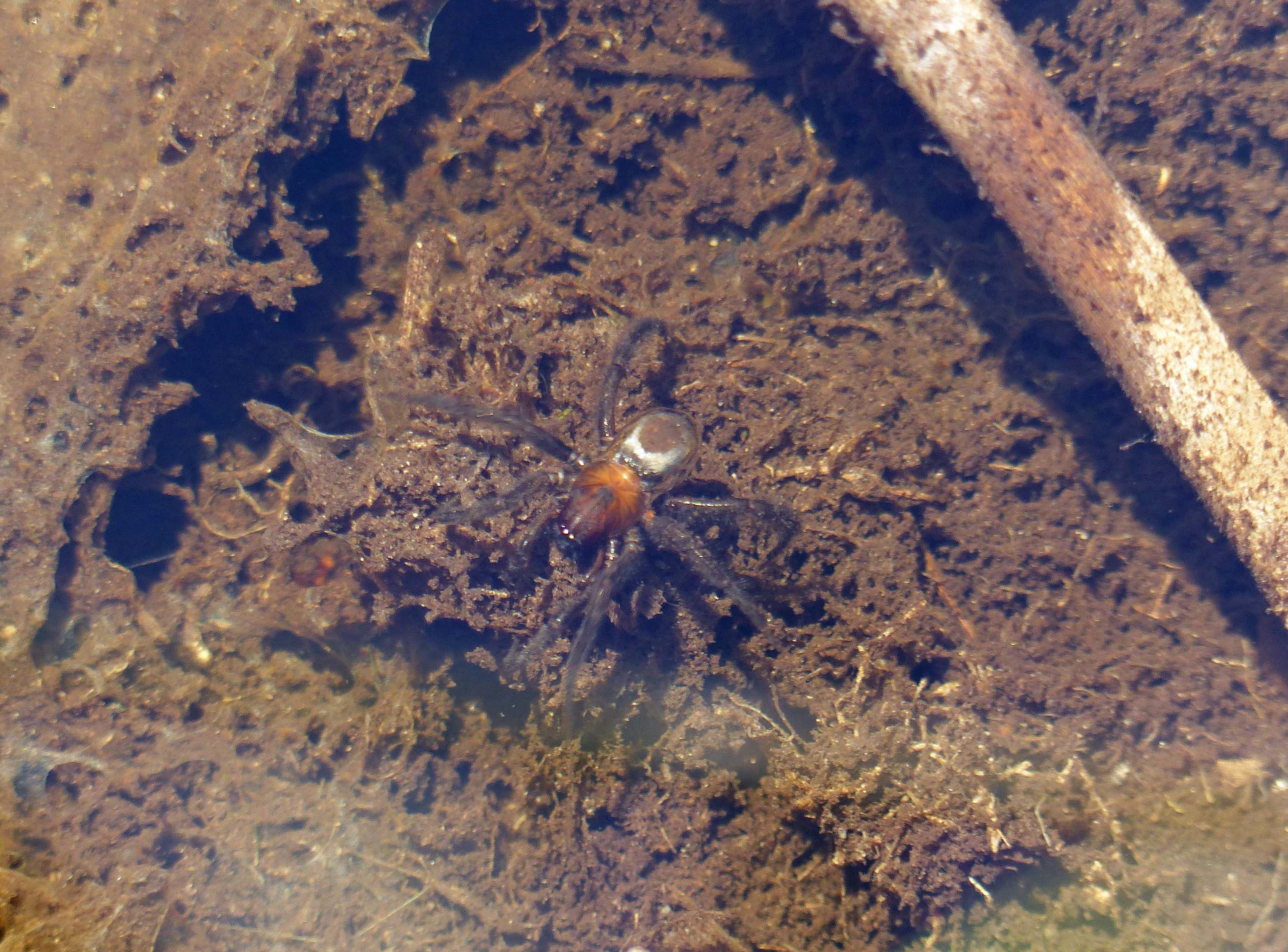 Argyroneta aquatica below water in a fen turf pond