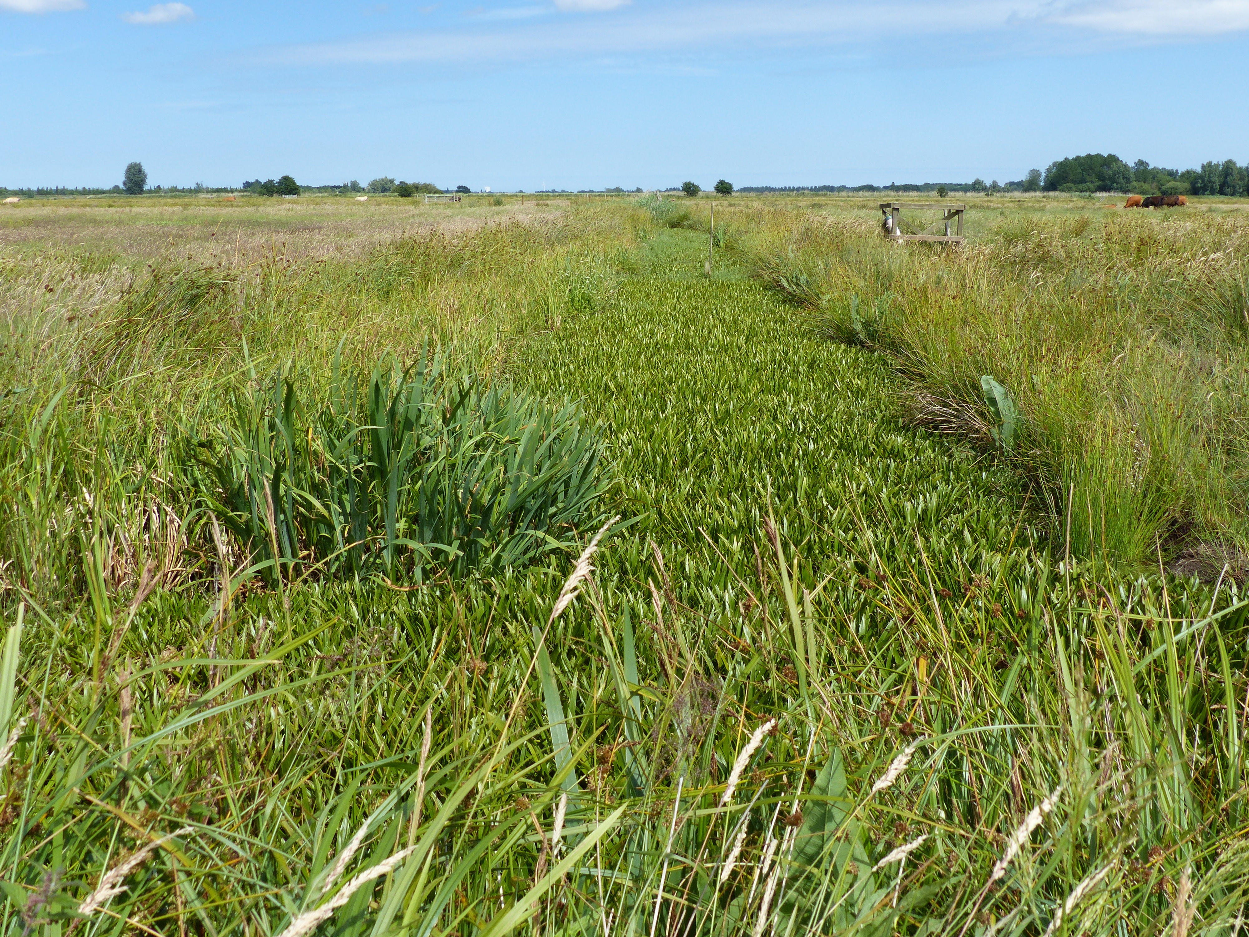 Grazing Marsh ditch at Castle Marshes, the first translocation site