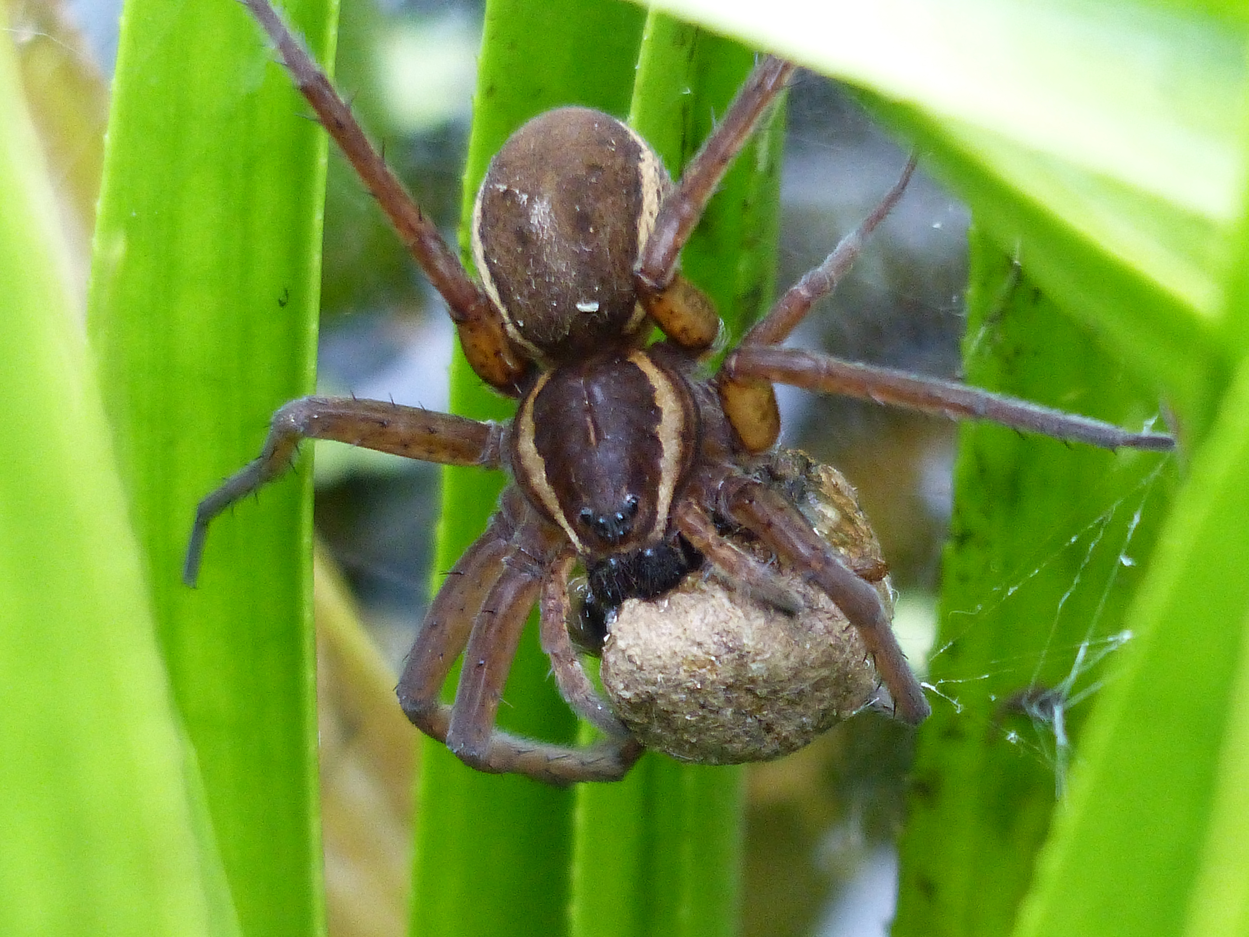 An adult female D. plantarius cannibalising another female and her egg sac