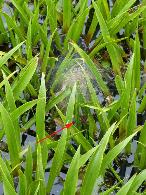 Adult female D. plantaius below her nursery, cannibalising another female and her egg sac