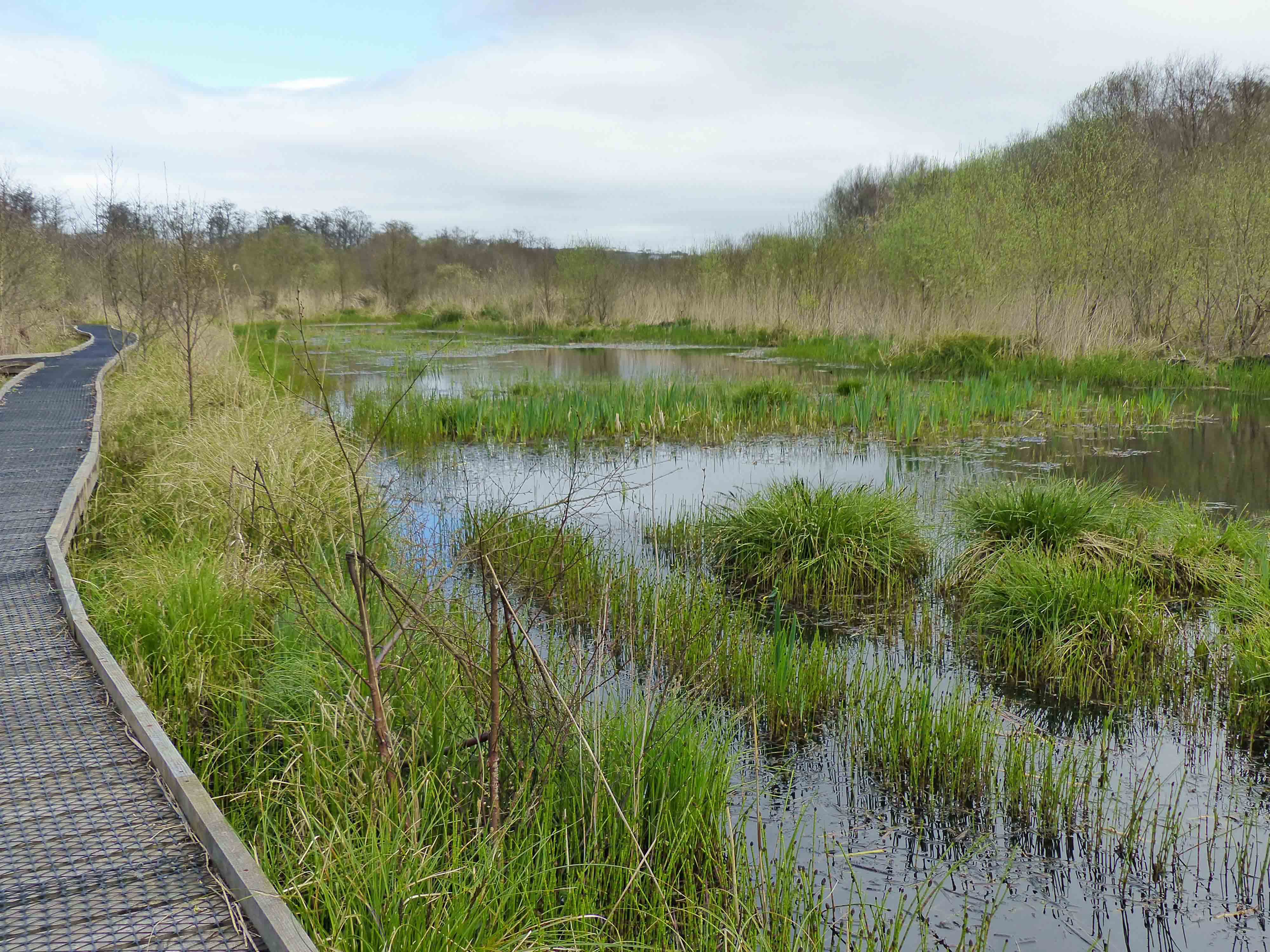 Areas of open water a maintained to encourage D. plantarius at Crymlyn Bog