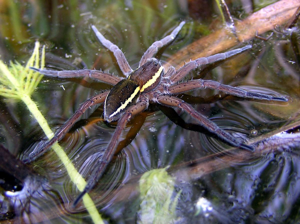Dolomedes plantarius adult on water surface