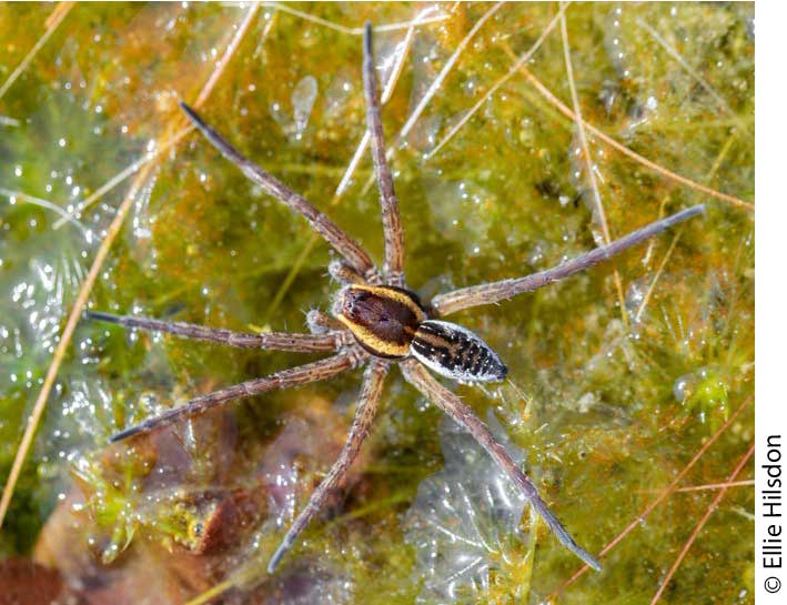 Dolomedes fimbriatus from Somerset, GB, with unusual abdominal patterning