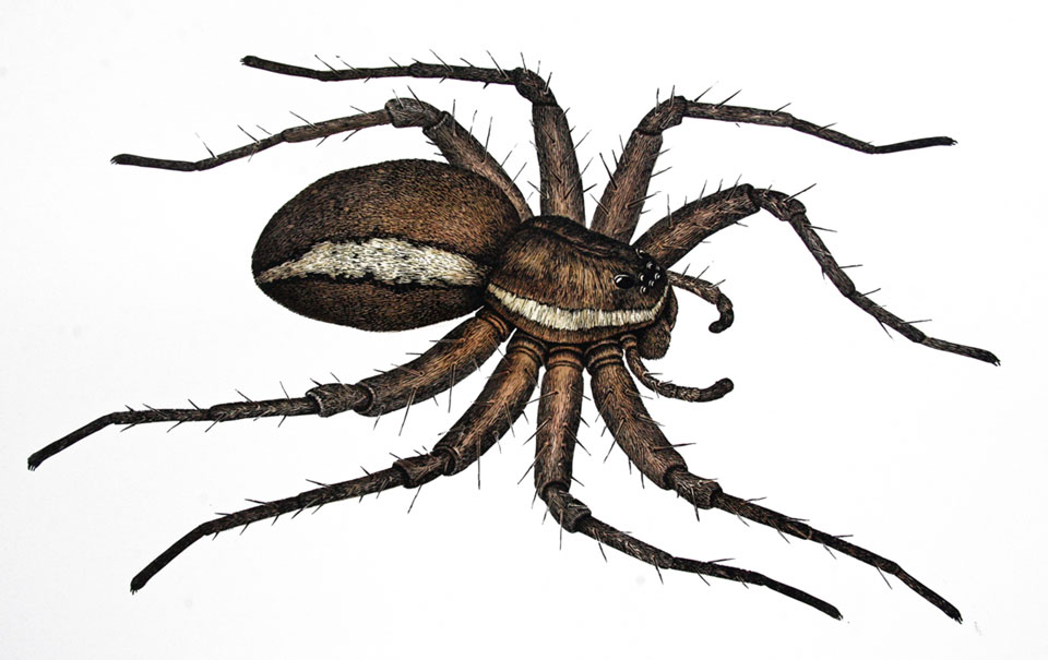 Dolomedes the Magnificent: lino cut by Sheila Tilmouth