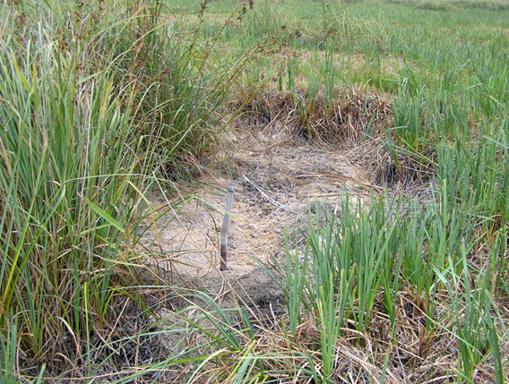 Summer droughts at Fen can leave the ponds completely dry