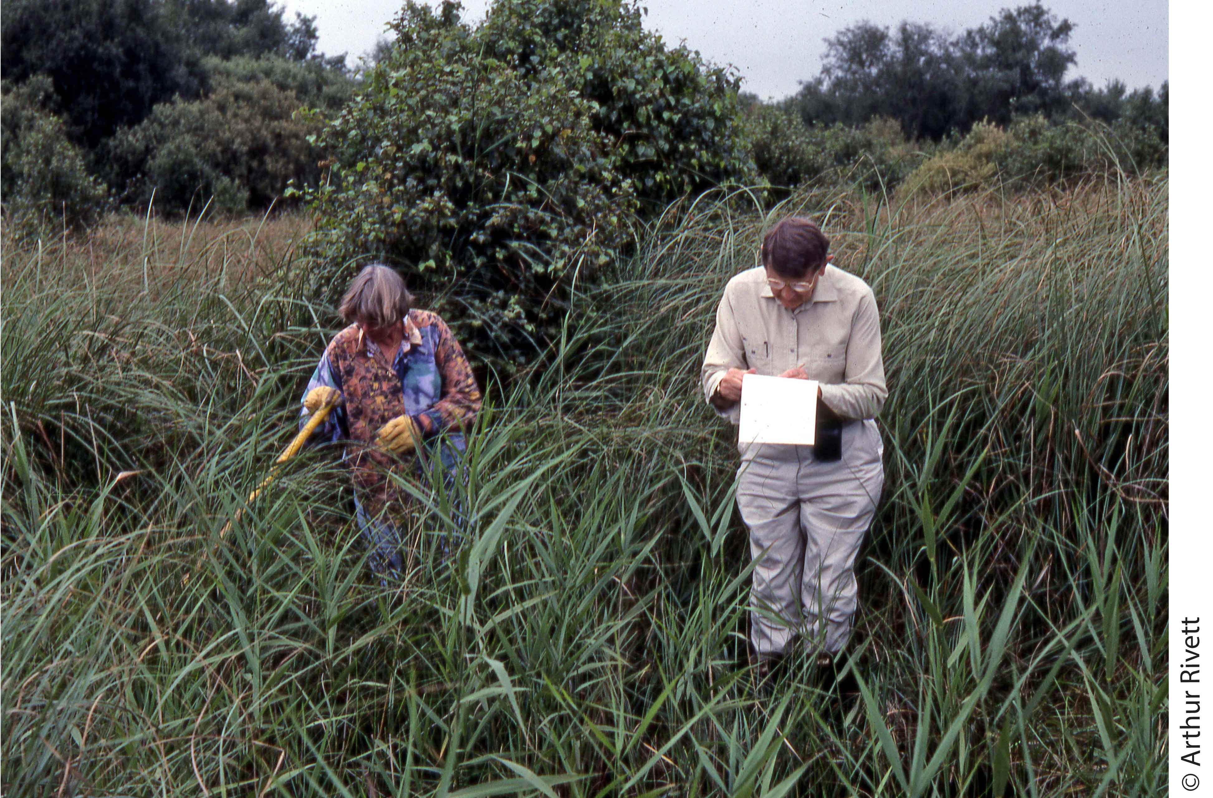 Eric & Rita Duffey counting D.plantarius at Redgrave & Lopham Fen in 1991