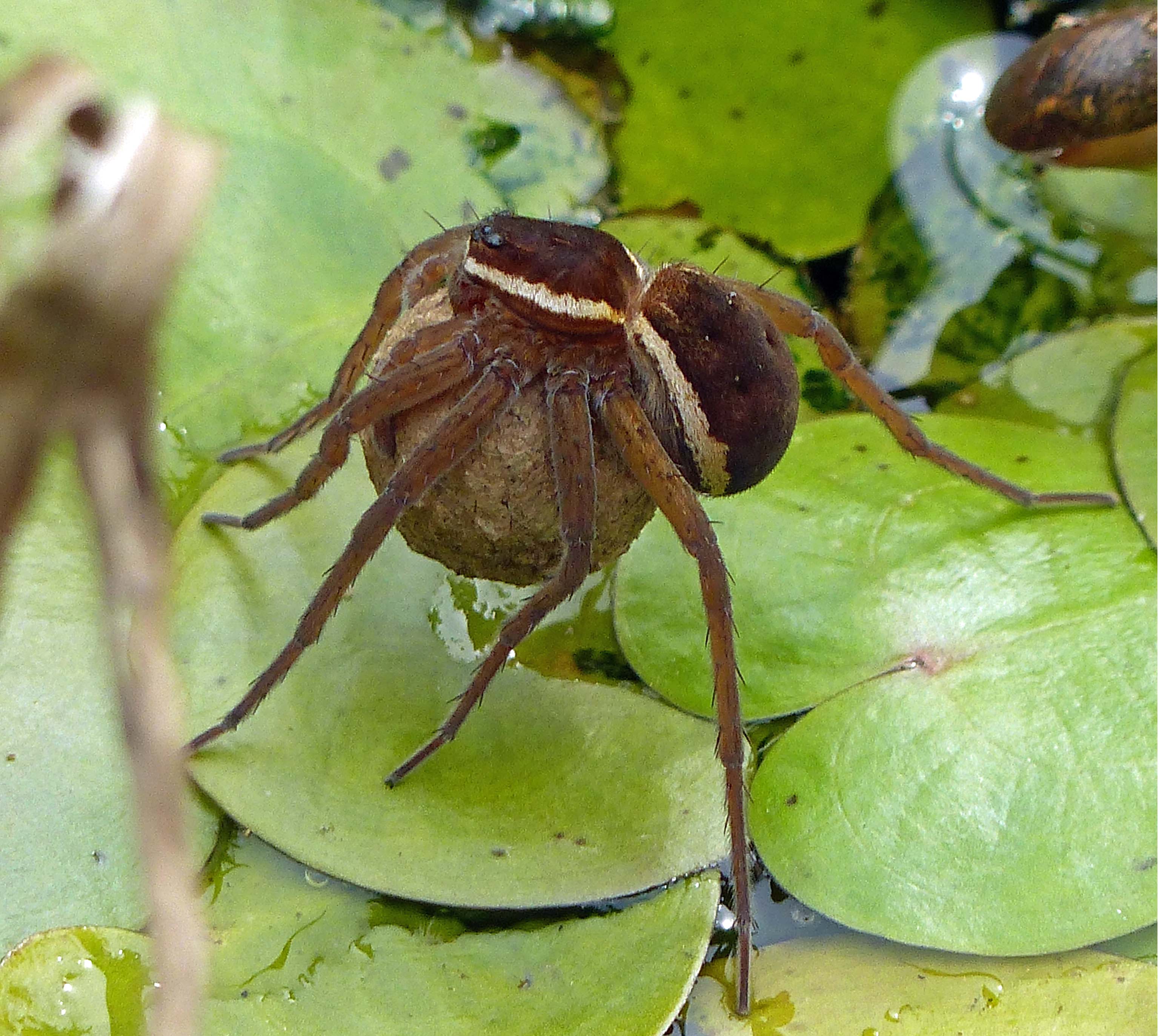 Dolomedes plantarius mothers carry their egg sacs under their bodies, held in their chelicerae