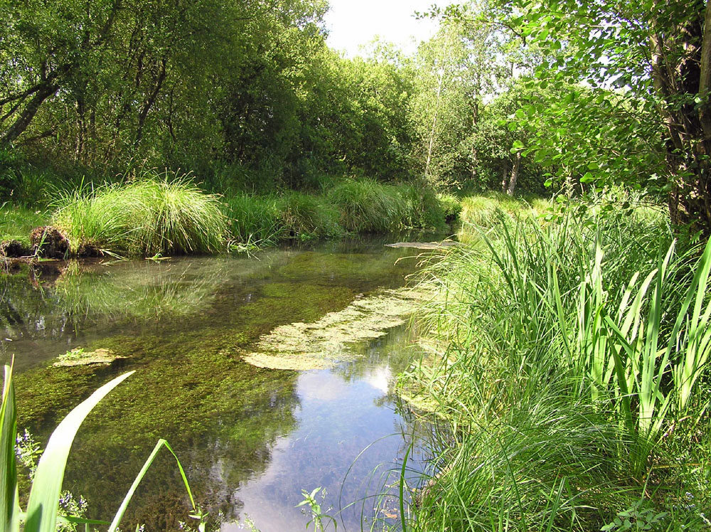 Sites searched included the chalk spring fens of Hampshire - here at Greywell Moors