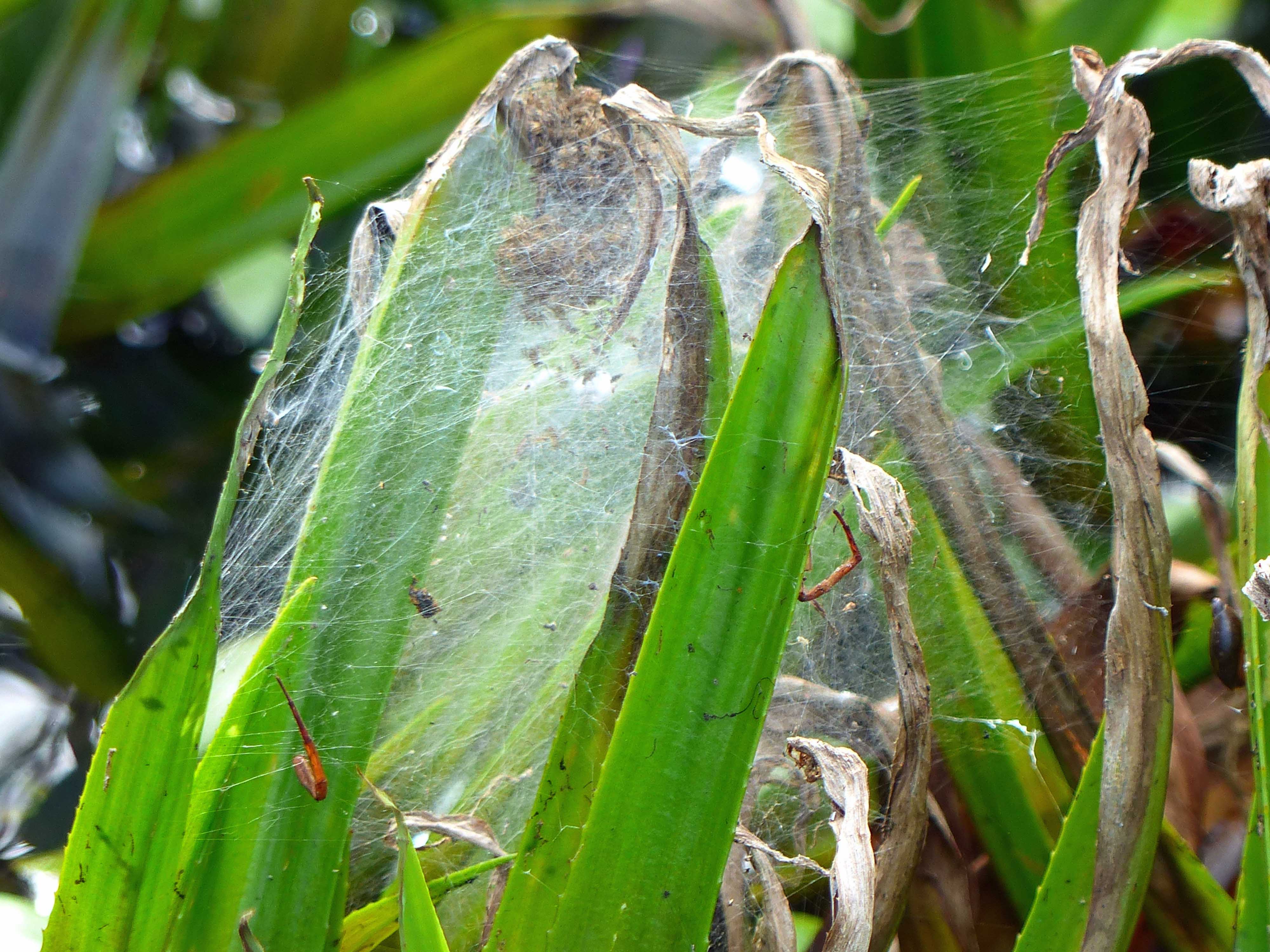 Dolomedes plantarius nursery with spiderlings but only the mother's legs remaining