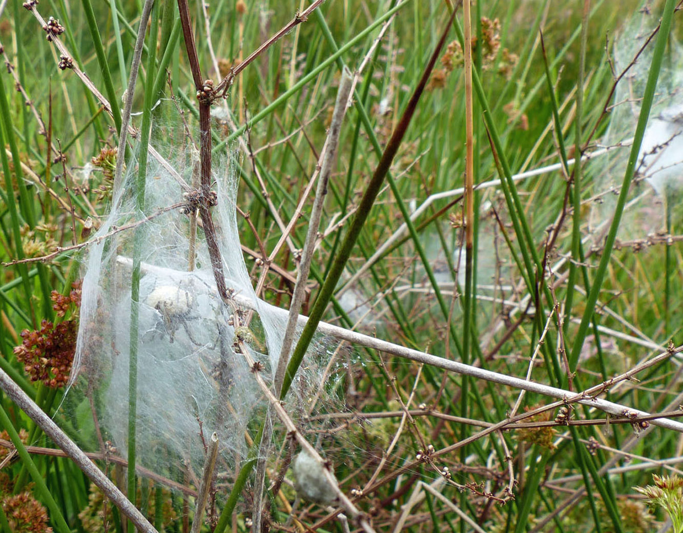 Female Pisaura mirabilis holding her egg sac within her tent-like nursery web