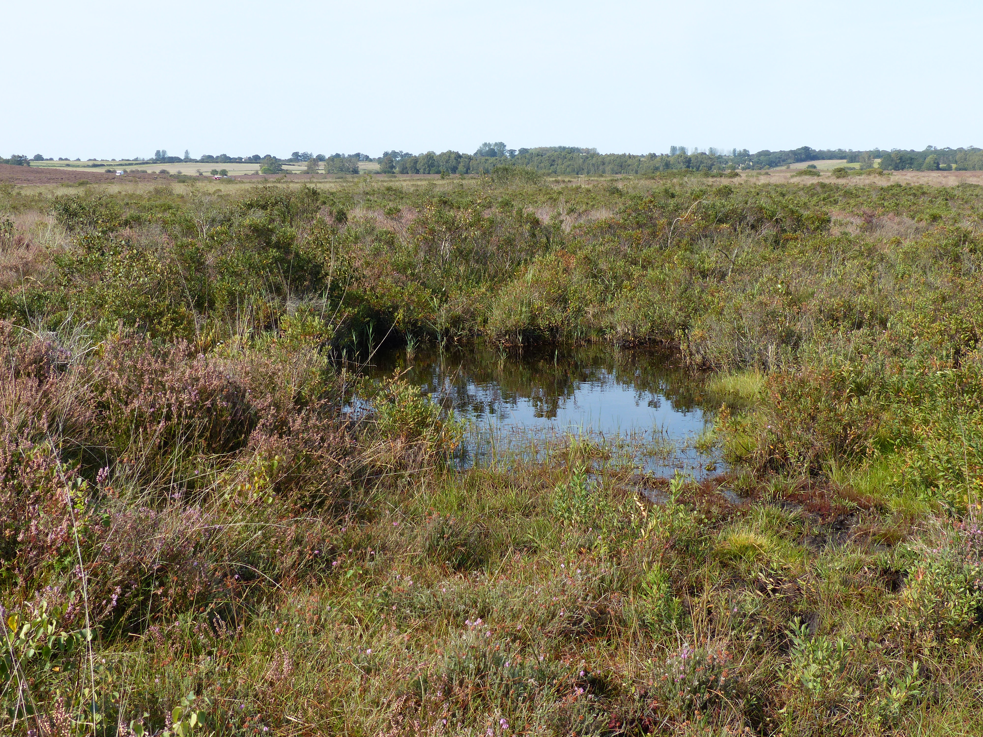 Typical wet heathland habitat of D. fimbriatus