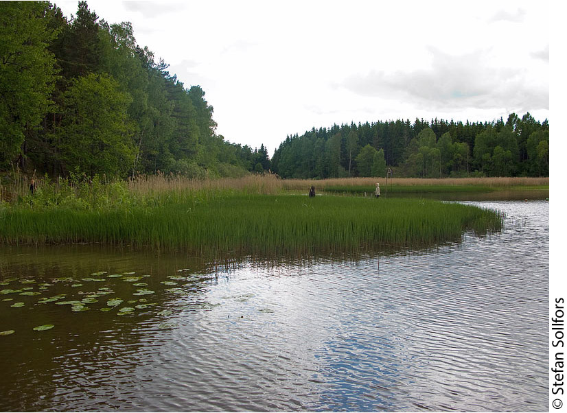 Swedish lake habitat for D. plantarius