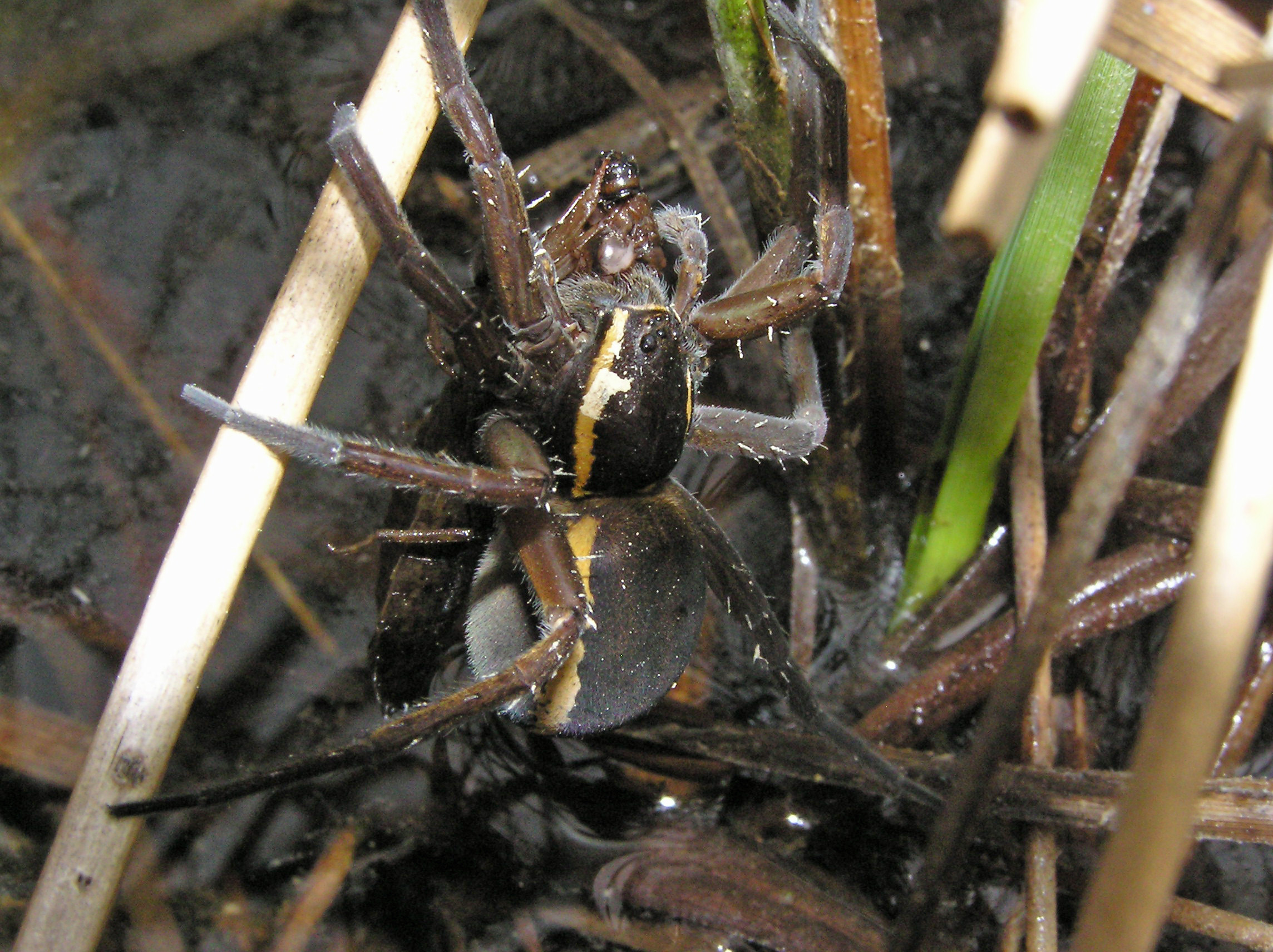 A gravid female D. plantarius with a large Aeshna dragonfly larva