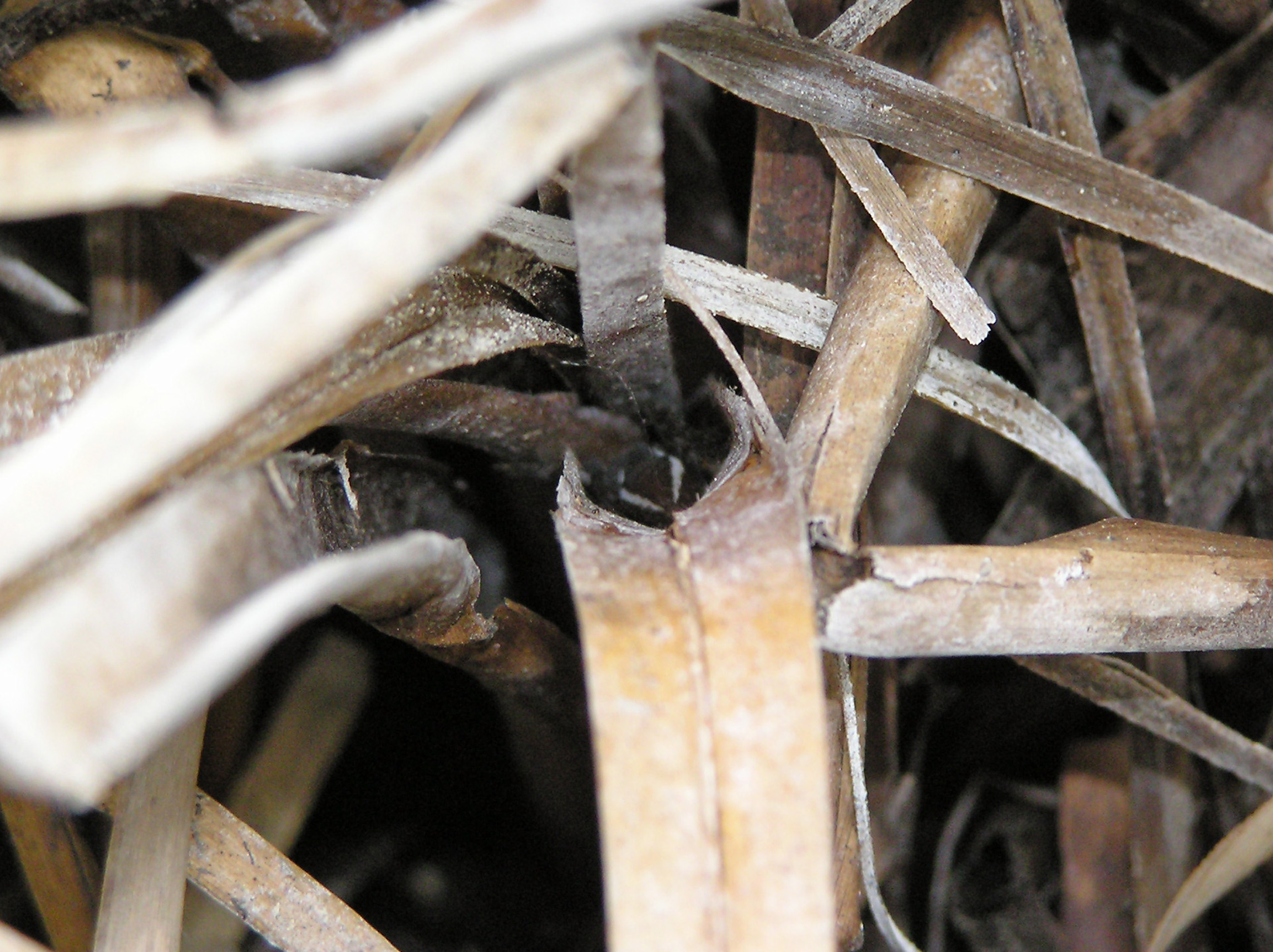 Dolomedes plantarius inside a dead Cladium mariscus shoot during a summer drought