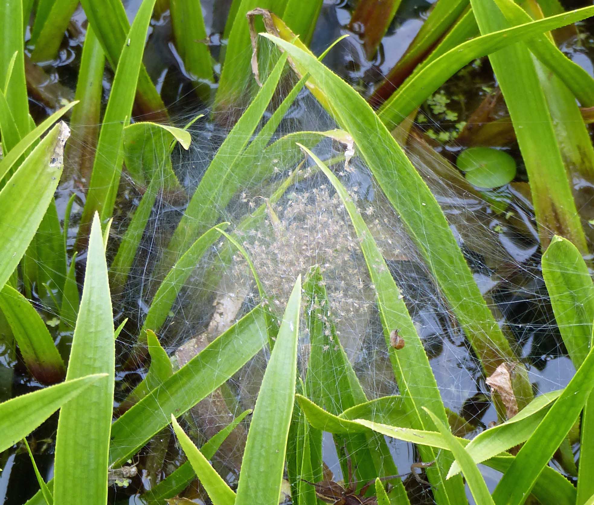 Spiderlings disperse through the web on disturbance and at night