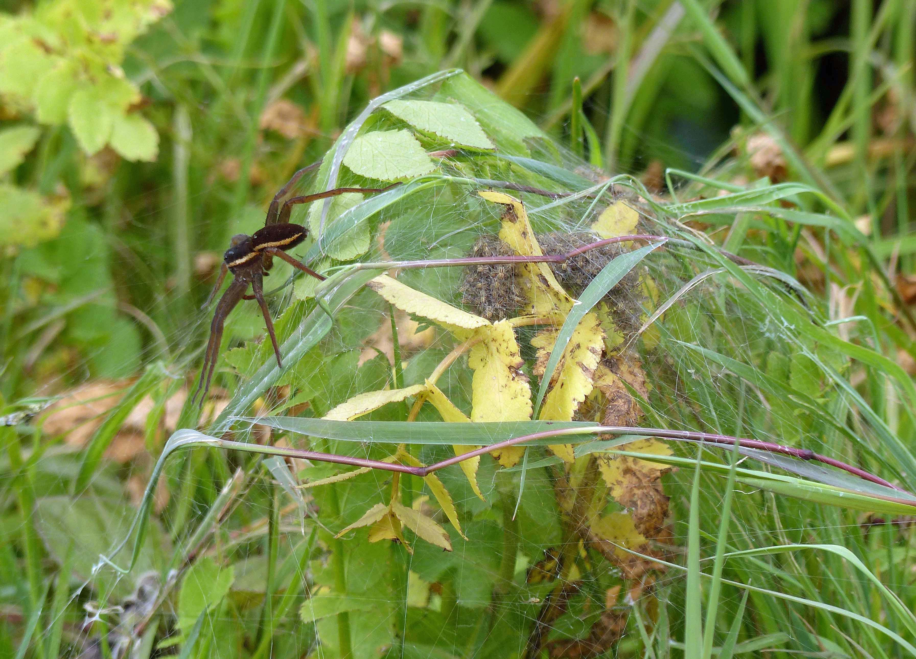 Female Dolomedes plantarius guarding spiderlings in her nursery