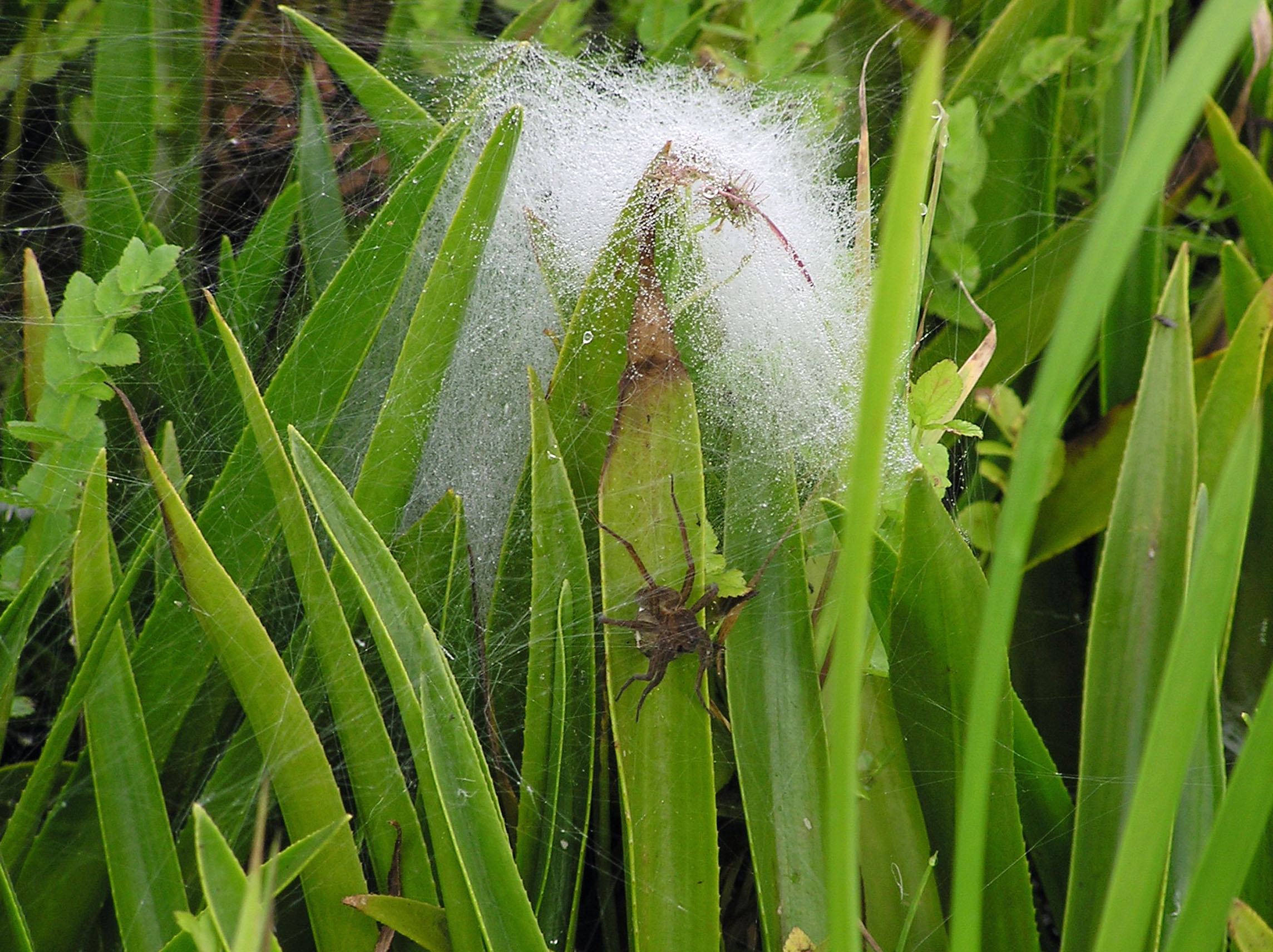 Females with eggs sacs often shelter within the structure of an existing nursery web