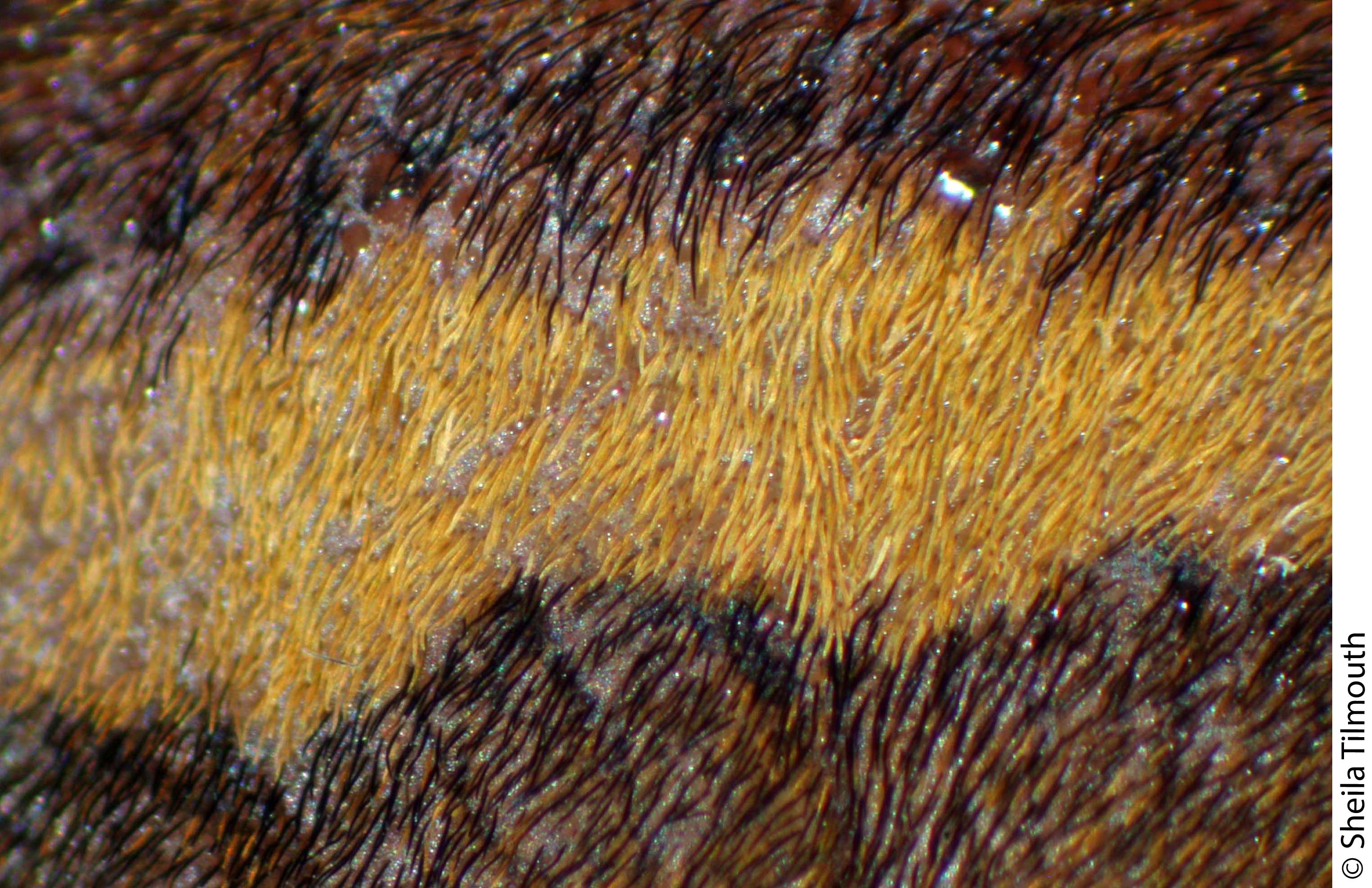 The lateral band of D. plantarius comprises pale hairs & a pale integument beneath