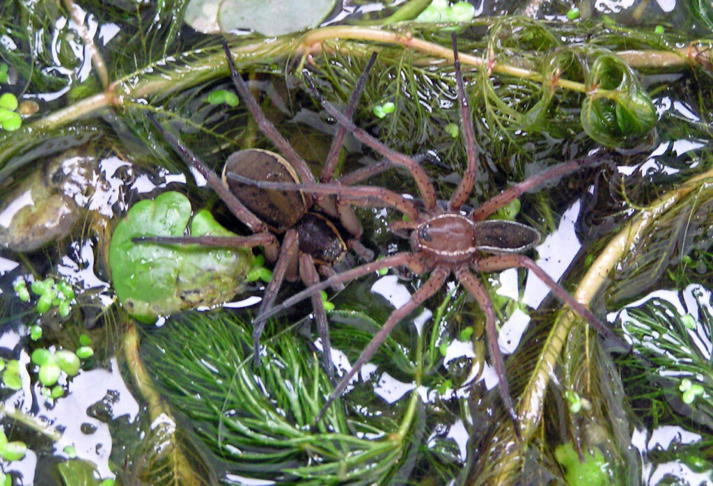A female D. plantarius starts to draw her legs close to her body