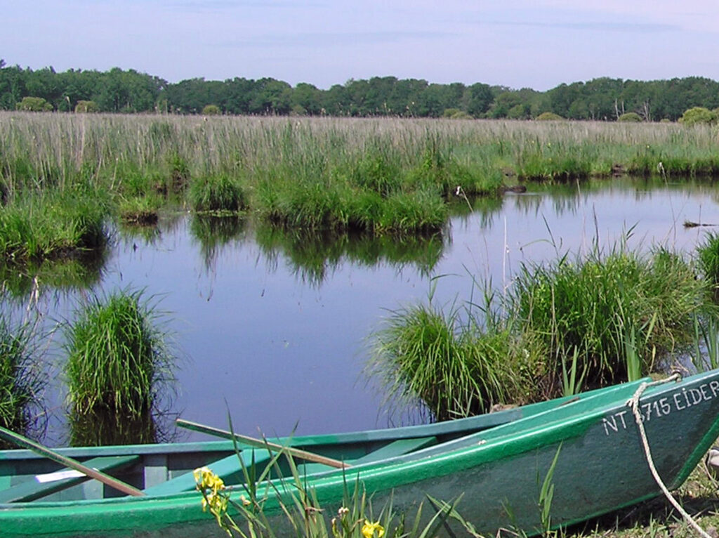Dolomedes plantarius habitat in the Brière wetlands, western France