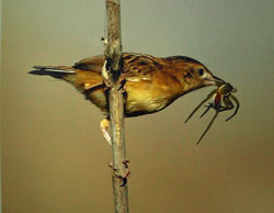 Cisticola juncidis with Dolomedes plantarius prey - Italy