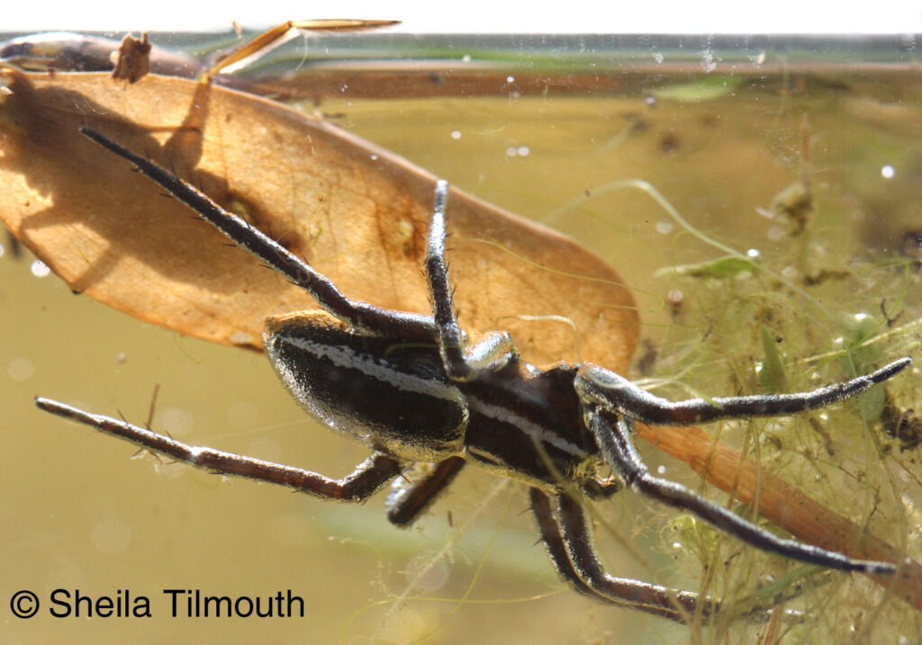 Dolomedes plantarius underwater, encased in a sliver sheath of air