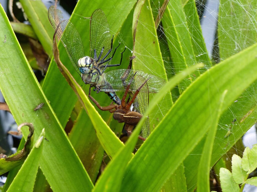 Dolomedes plantarius with an adult Brachytron pratense (Hairy Dragonfly)