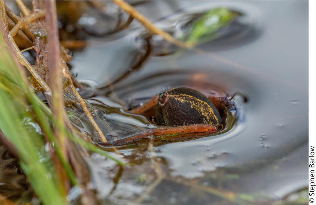 Dolomedes fimbriatus with the meniscus warping around it as it disappears blow the water surface.