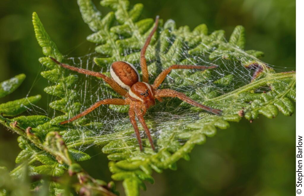 Immature Dolomedes fimbriatus on its silk platform