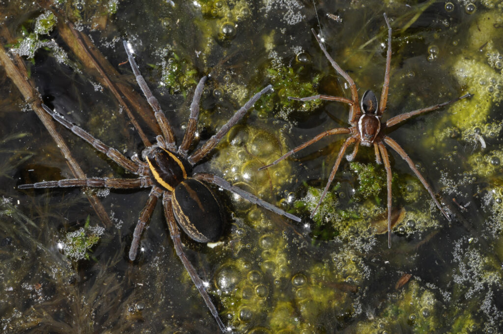 Sexual dimorphism in D. fimbriatus