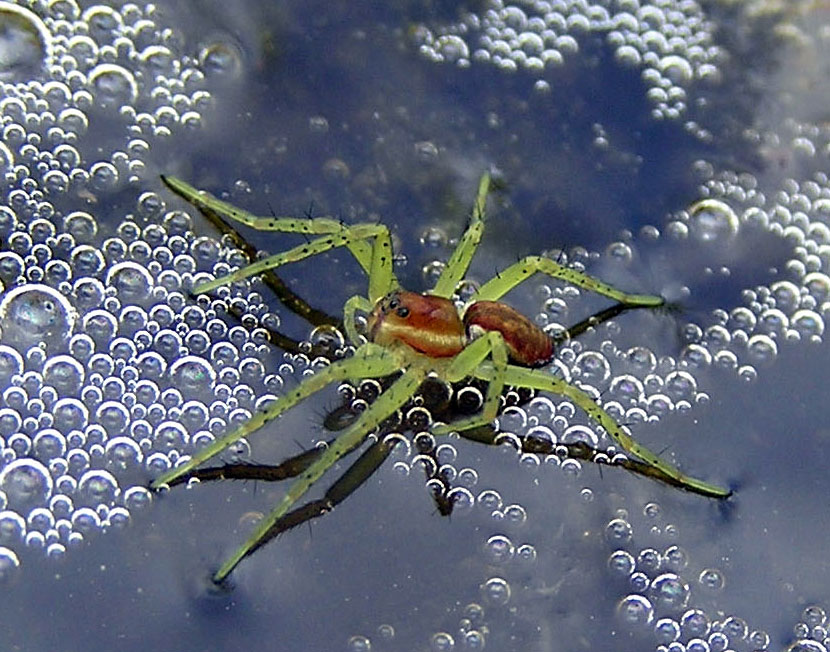 <em>Dolomedes fimbriatus</em> spiderling with green legs