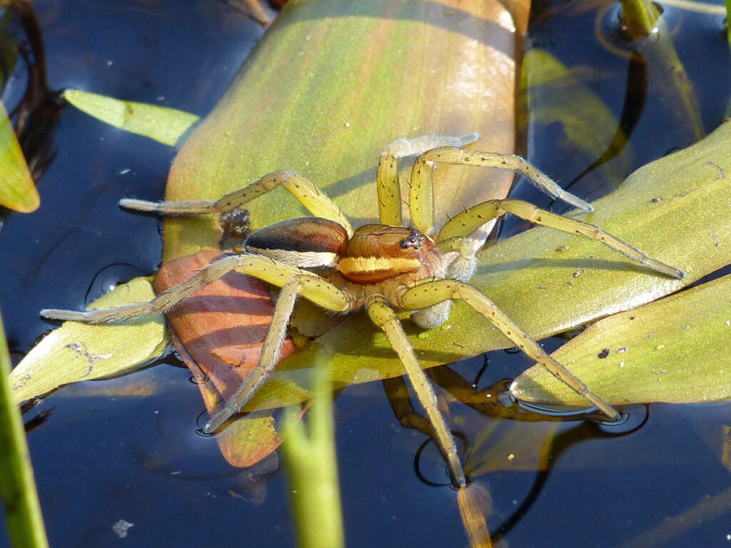 Recently moulted sub-adult male <em>D. fimbriatus</em> with green-tinged legs