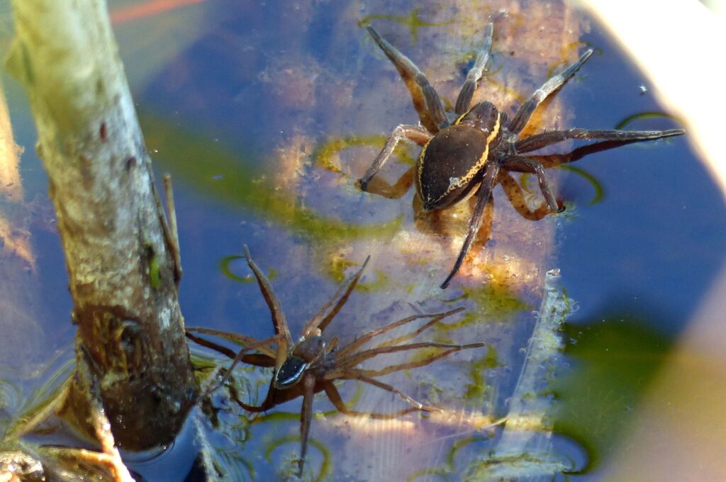 Sexual dimorphism in D. plantarius