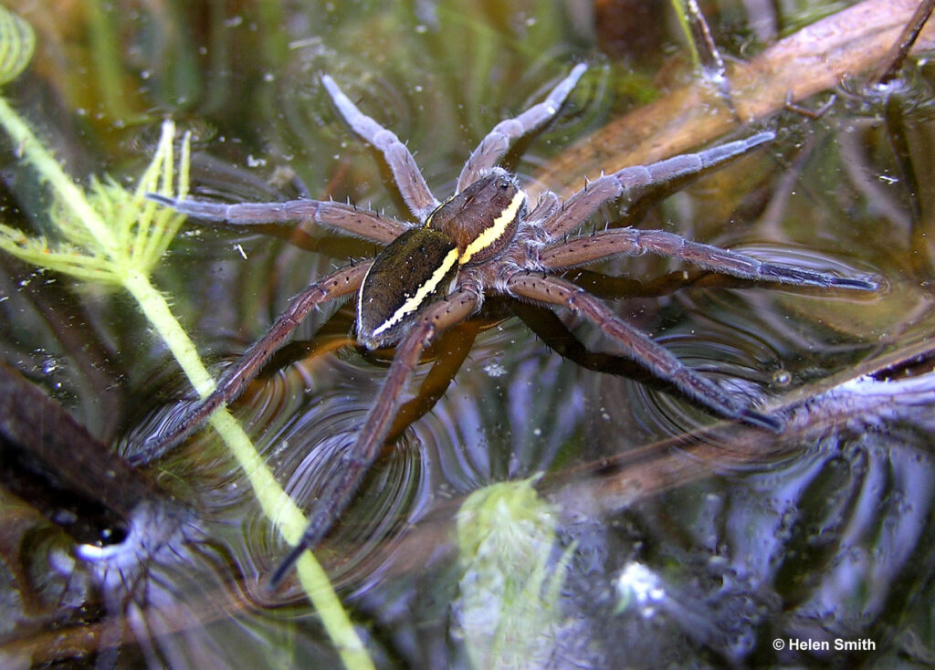 Dolomedes plantarius adult on water surface