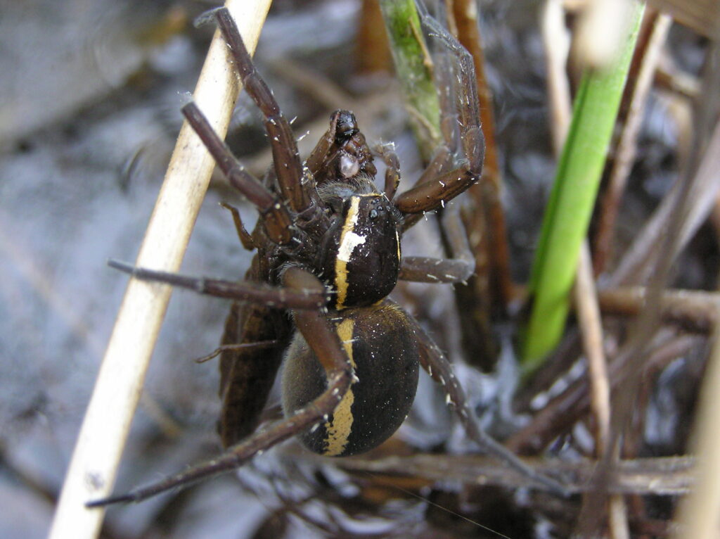 A gravid female D. plantarius with a large Aeshna dragonfly larva