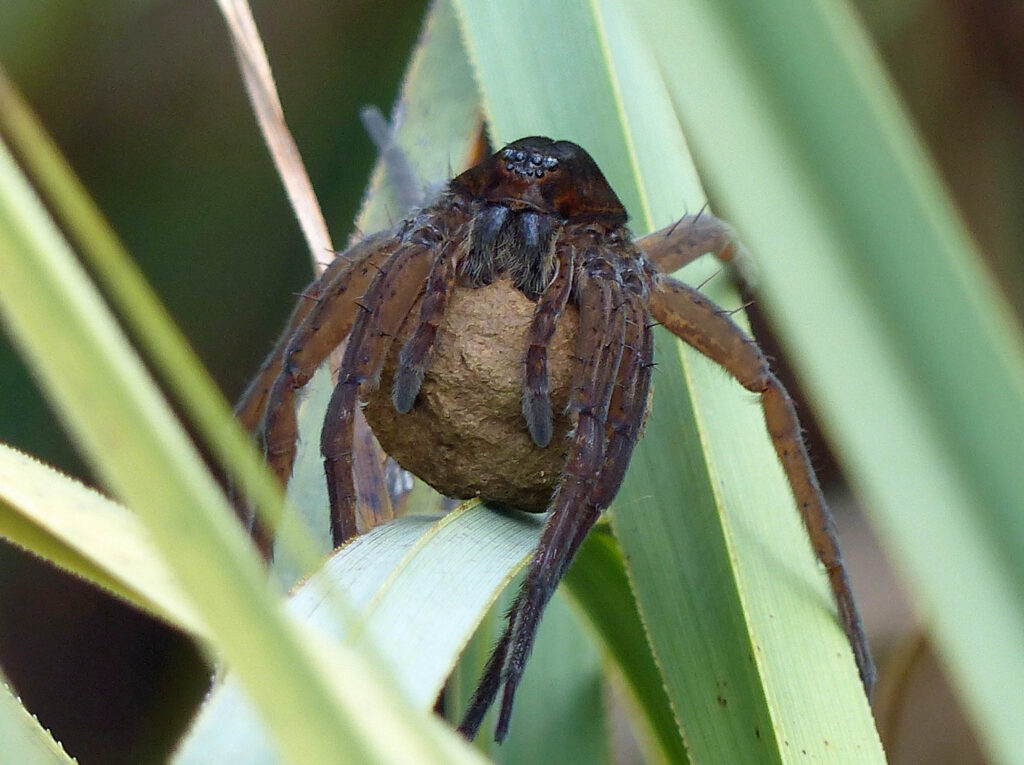 Dolomedes plantarius mothers carry their egg sacs under their bodies, held in their chelicerae