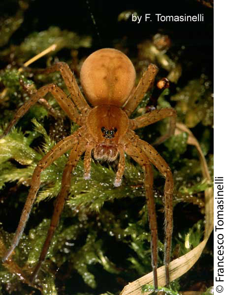 An orange, unbanded morph of D. plantarius from N. Italy.