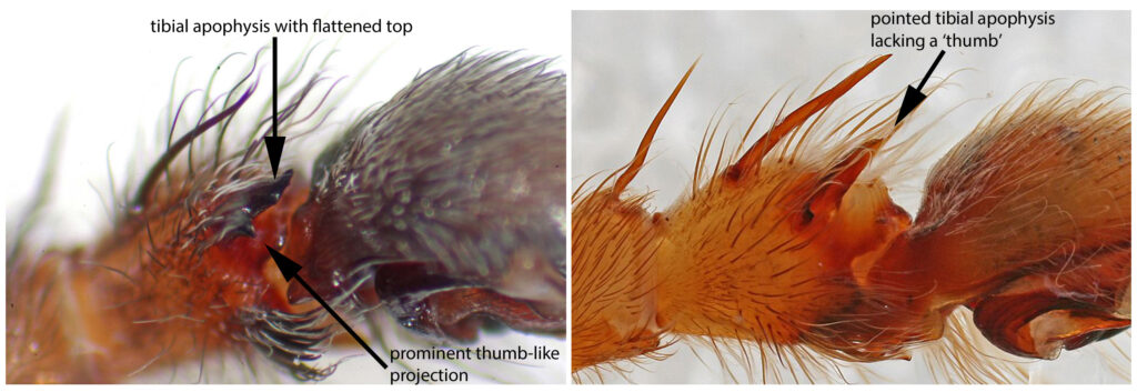 Distinguishing features of the D. plantarius male palp