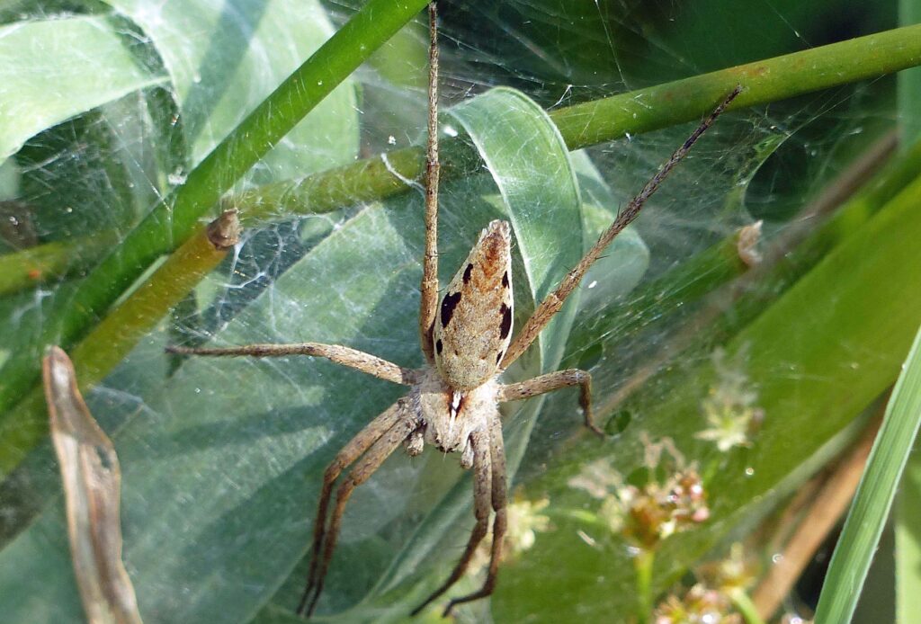 Pisaura mirabilis varies greatly in colour and pattern but its posture and shape are distinctive