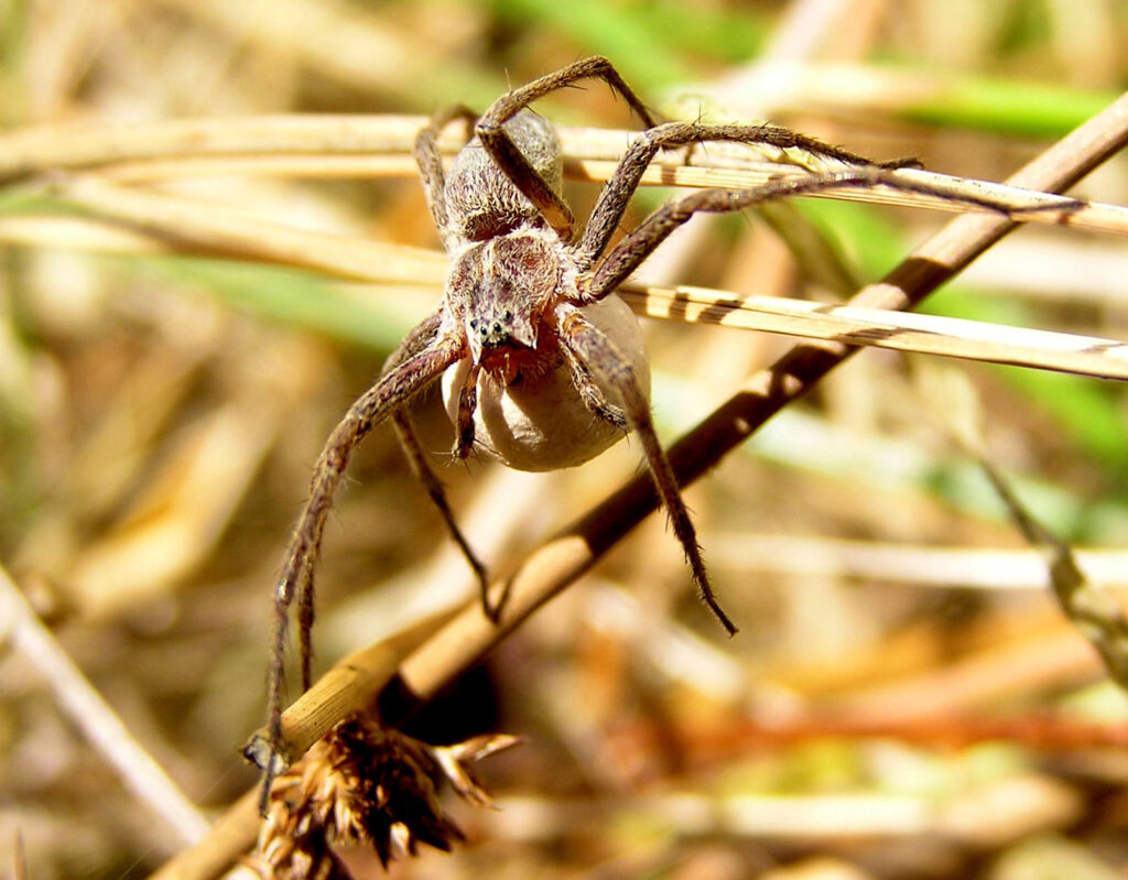 Pirata species holing its egg sac at the back of the body in its spinnerets