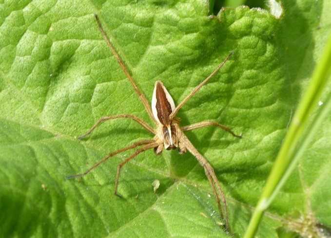 An example of P. mirabilis with pale lateral bands