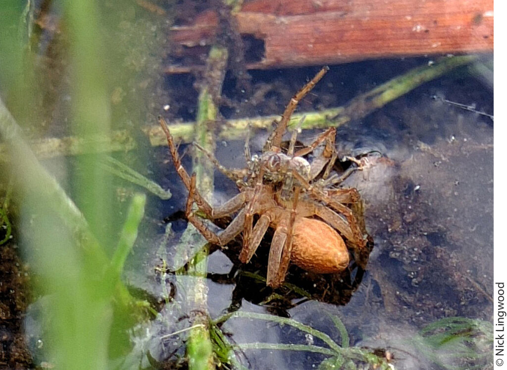 A D. plantarius rolled on it back while capturing prey with its legs