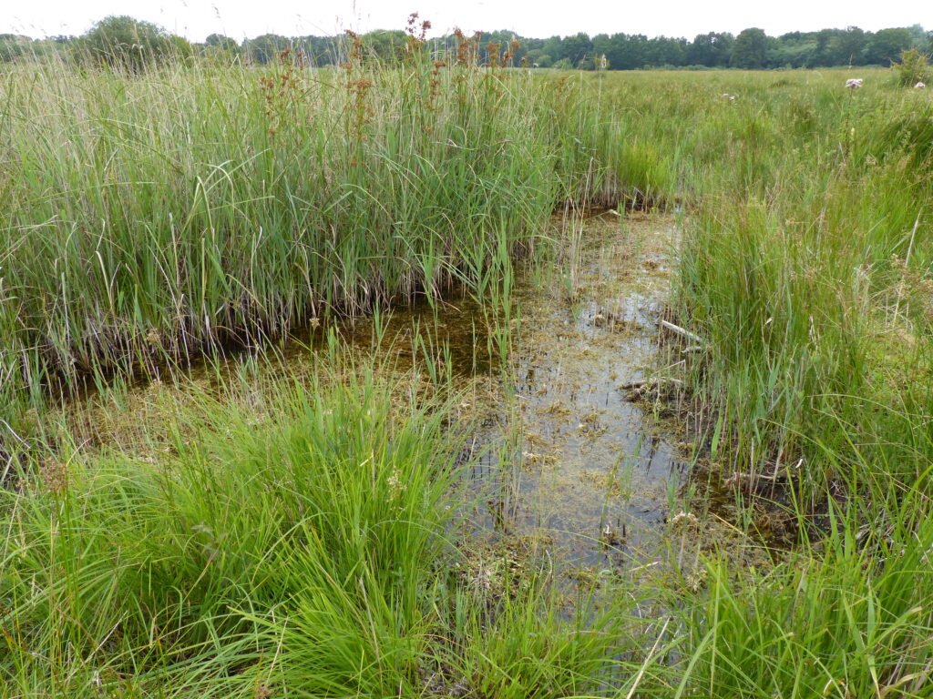Turf ponds at Redgrave & Lopham Fen