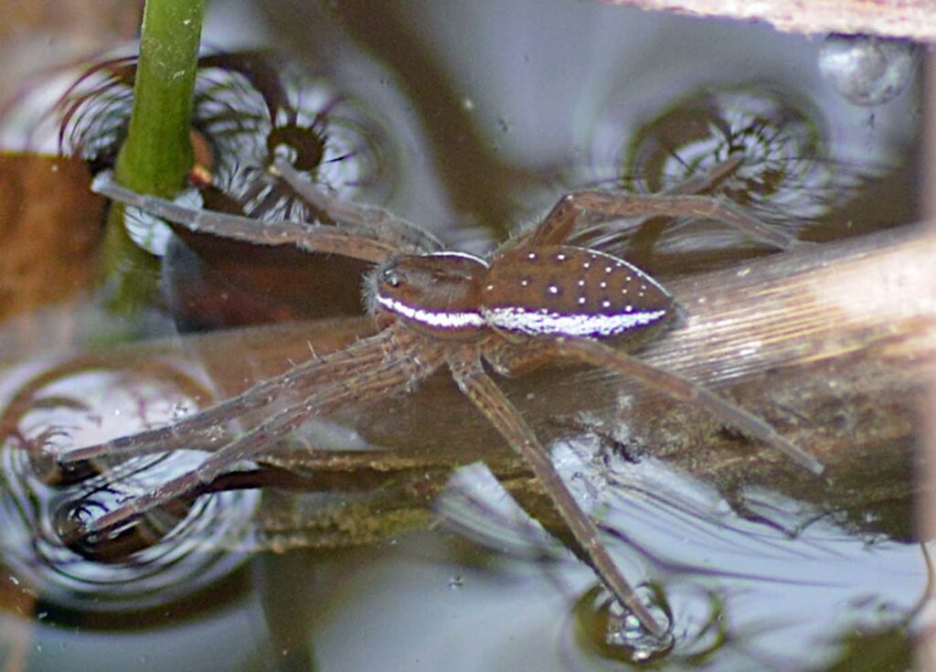 Paired spots on the abdomen of D. plantarius with lateral bands