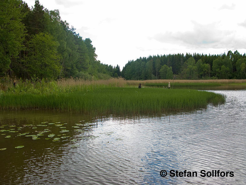 Swedish lake habitat for D. plantarius