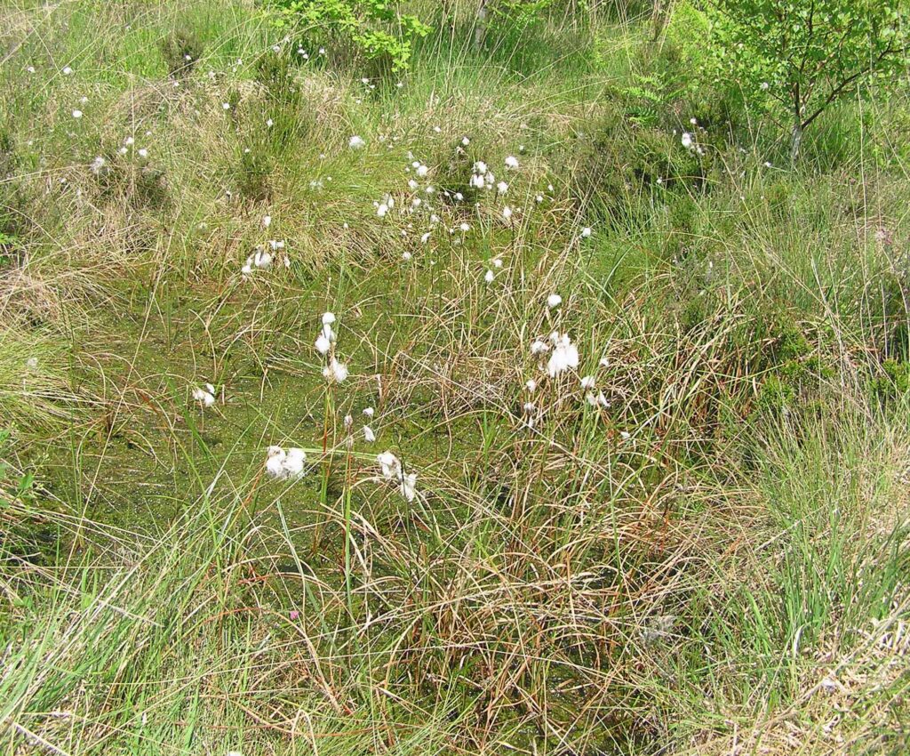 Sphagnum-filled polls surrounds by shrubby vegetation typical of D. fimbriatus habitat