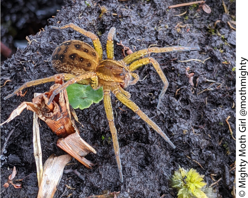 Dolomedes fimbriatus from Somerset, GB, with unusual abdominal patterning