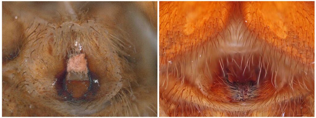 Epigyne of D. plantarius