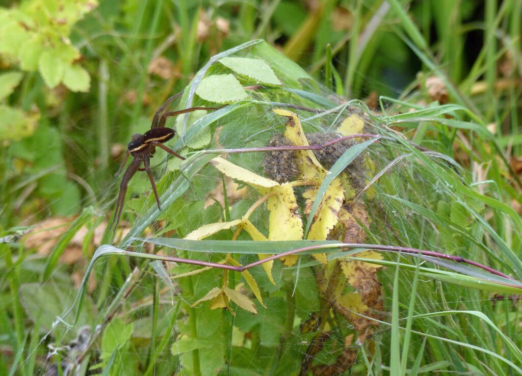 Dolomedes plantarius with female guarding and spiderling ball and remains of eggs sac visible