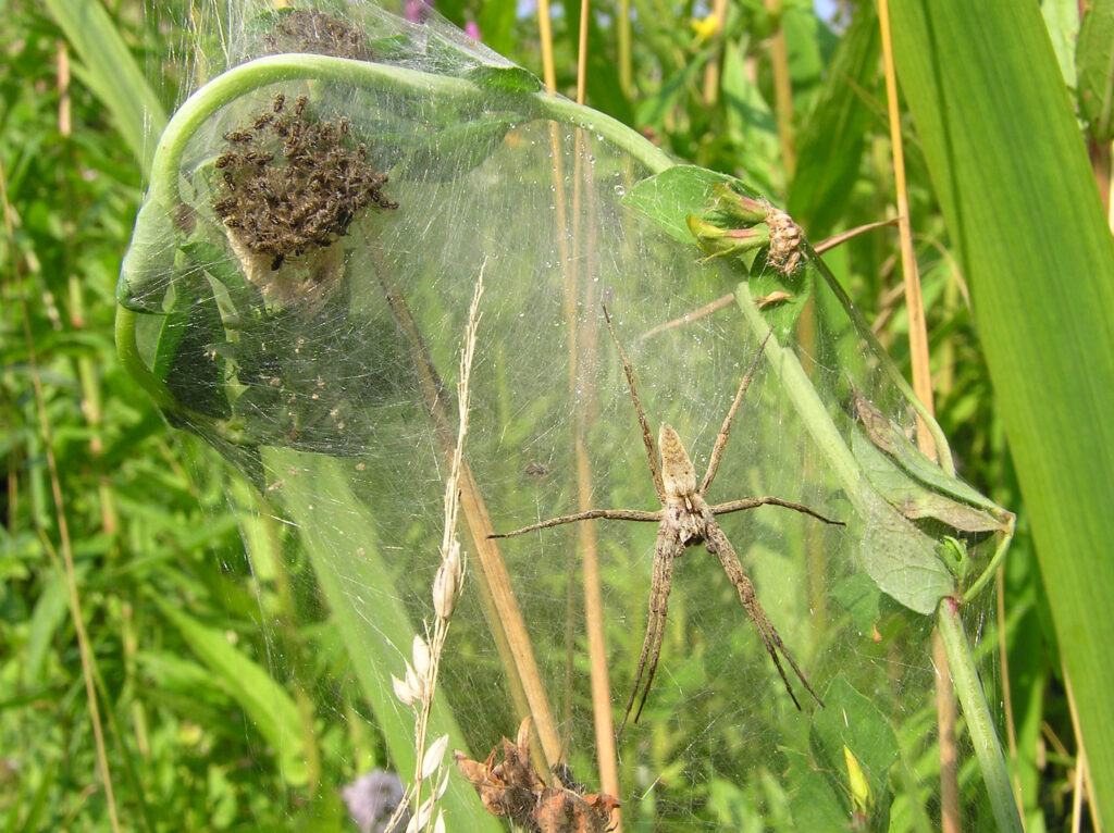Female Dolomedes plantarius guarding spiderlings in her nursery